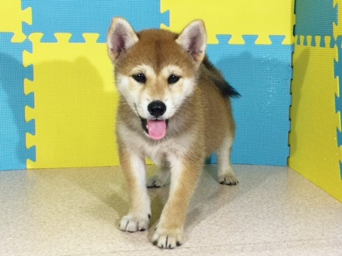 �Č��̎q���iID:1262511158�j��2���ڂ̎ʐ^/�X�V��:2016-10-02