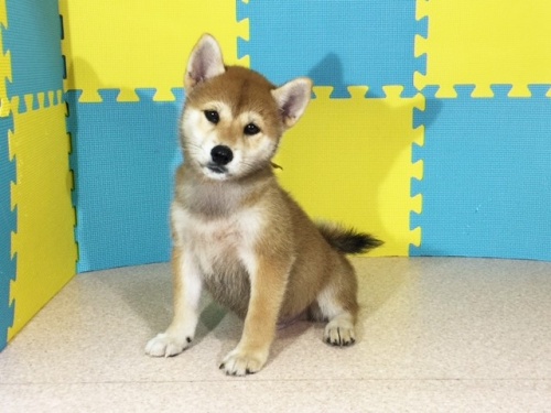 �Č��̎q���iID:1262511158�j��3���ڂ̎ʐ^/�X�V��:2016-10-02