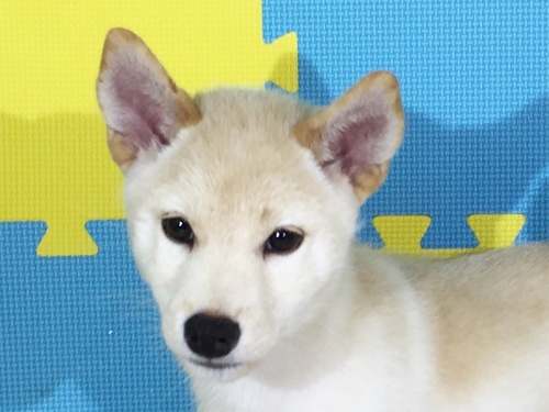 �Č��̎q���iID:1262511159�j��1���ڂ̎ʐ^/�X�V��:2016-10-03