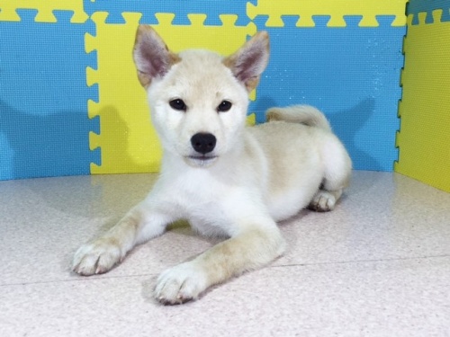 �Č��̎q���iID:1262511159�j��2���ڂ̎ʐ^/�X�V��:2016-10-03