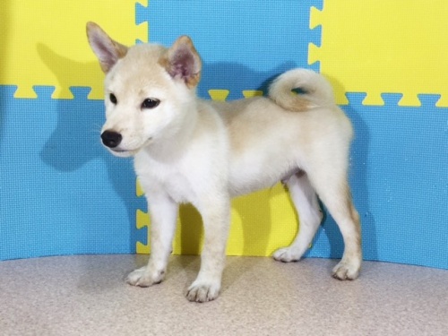 �Č��̎q���iID:1262511159�j��3���ڂ̎ʐ^/�X�V��:2016-10-03