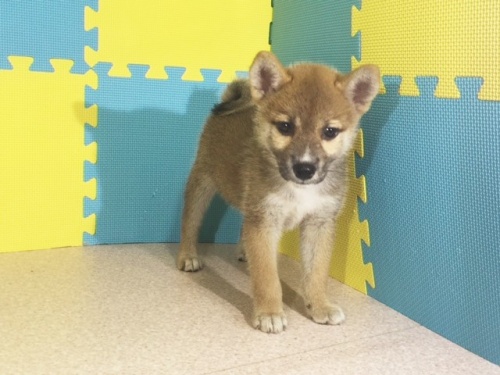 �Č��̎q���iID:1262511161�j��3���ڂ̎ʐ^/�X�V��:2016-10-04