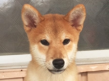 �Č��̎q���iID:1262511162�j��1���ڂ̎ʐ^/�X�V��:2016-10-04