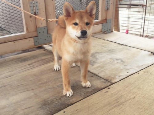 �Č��̎q���iID:1262511162�j��2���ڂ̎ʐ^/�X�V��:2016-10-04