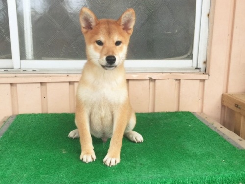 �Č��̎q���iID:1262511162�j��3���ڂ̎ʐ^/�X�V��:2016-10-04