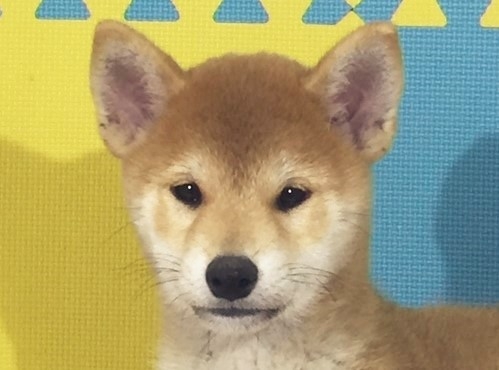 �Č��̎q���iID:1262511163�j��1���ڂ̎ʐ^/�X�V��:2016-11-13