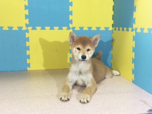 �Č��̎q���iID:1262511163�j��2���ڂ̎ʐ^/�X�V��:2016-11-13