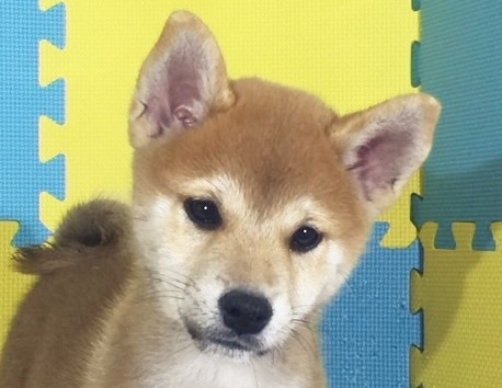 �Č��̎q���iID:1262511164�j��1���ڂ̎ʐ^/�X�V��:2016-11-13