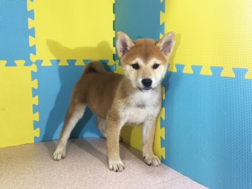 �Č��̎q���iID:1262511164�j��2���ڂ̎ʐ^/�X�V��:2016-11-13