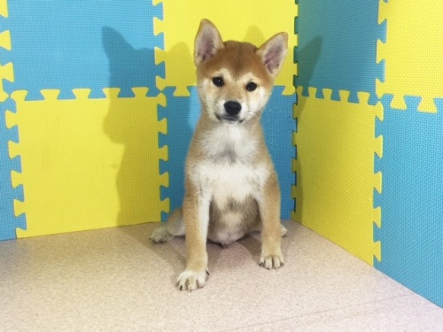 �Č��̎q���iID:1262511164�j��3���ڂ̎ʐ^/�X�V��:2016-11-13