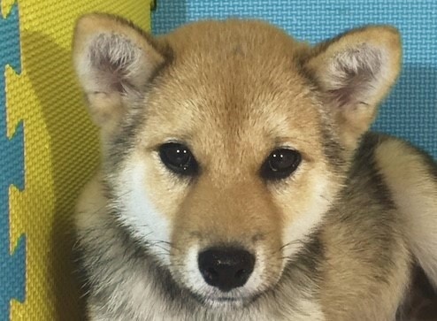 �Č��̎q���iID:1262511165�j��1���ڂ̎ʐ^/�X�V��:2016-10-05