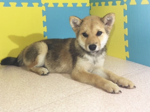 �Č��̎q���iID:1262511165�j��2���ڂ̎ʐ^/�X�V��:2016-10-05