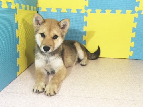 �Č��̎q���iID:1262511165�j��3���ڂ̎ʐ^/�X�V��:2016-10-05