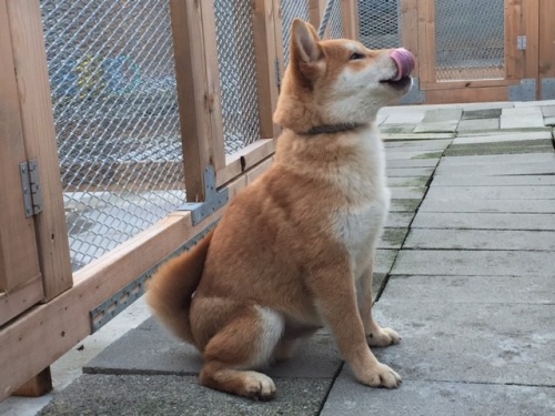 �Č��̎q���iID:1262511168�j��3���ڂ̎ʐ^/�X�V��:2016-12-24