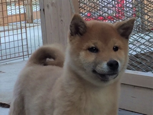 �Č��̎q���iID:1262511169�j��1���ڂ̎ʐ^/�X�V��:2016-12-21