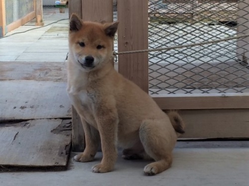 �Č��̎q���iID:1262511169�j��2���ڂ̎ʐ^/�X�V��:2016-12-21