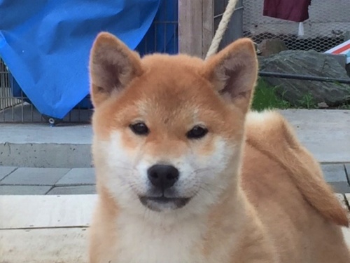 柴犬の子犬(ID:1262511170)の1枚目の写真/更新日:2016-12-21