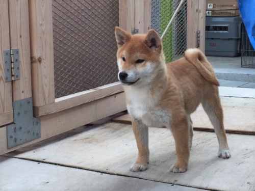 柴犬の子犬(ID:1262511170)の2枚目の写真/更新日:2016-12-21