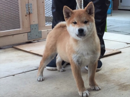 柴犬の子犬(ID:1262511170)の3枚目の写真/更新日:2016-12-21