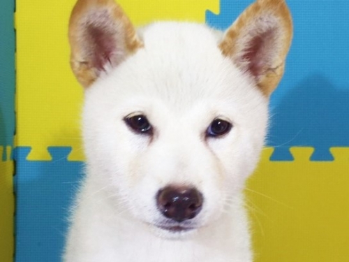 �Č��̎q���iID:1262511174�j��1���ڂ̎ʐ^/�X�V��:2016-10-29