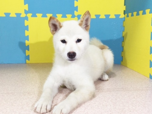 �Č��̎q���iID:1262511174�j��2���ڂ̎ʐ^/�X�V��:2016-10-29