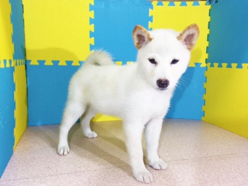 �Č��̎q���iID:1262511174�j��3���ڂ̎ʐ^/�X�V��:2016-10-29