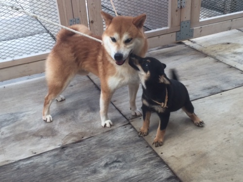 柴犬の子犬(ID:1262511180)の2枚目の写真/更新日:2016-10-12