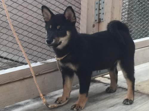 柴犬の子犬(ID:1262511180)の3枚目の写真/更新日:2016-10-12