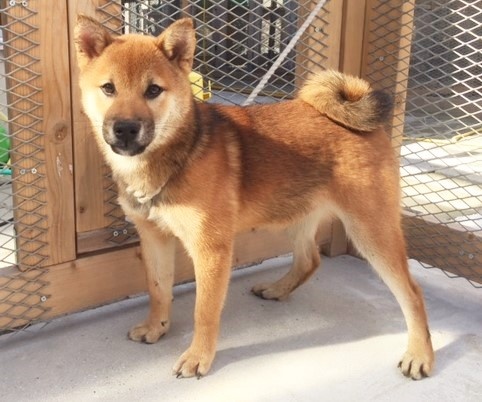 柴犬の子犬(ID:1262511181)の2枚目の写真/更新日:2016-11-13