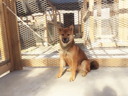 柴犬の子犬(ID:1262511181)の3枚目の写真/更新日:2016-11-12