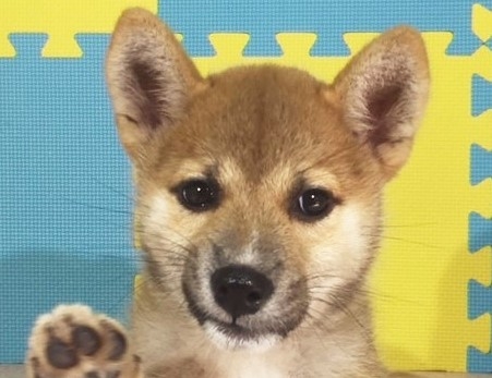 柴犬の子犬(ID:1262511185)の1枚目の写真/更新日:2016-10-20