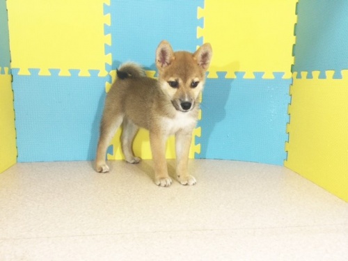 柴犬の子犬(ID:1262511185)の2枚目の写真/更新日:2016-10-20