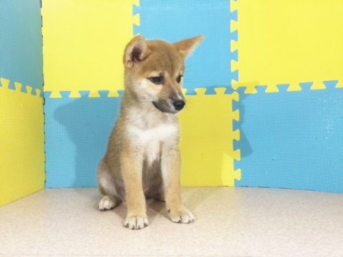 柴犬の子犬(ID:1262511185)の3枚目の写真/更新日:2016-10-20