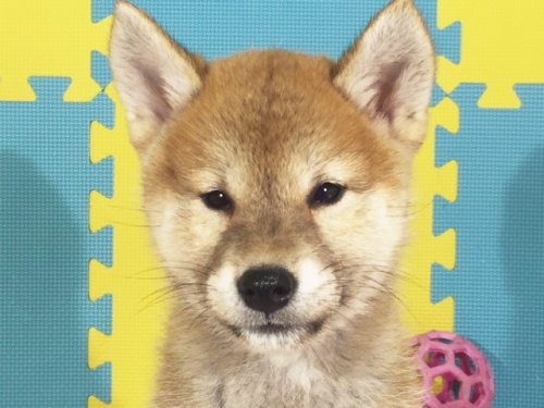 �Č��̎q���iID:1262511186�j��1���ڂ̎ʐ^/�X�V��:2016-10-23