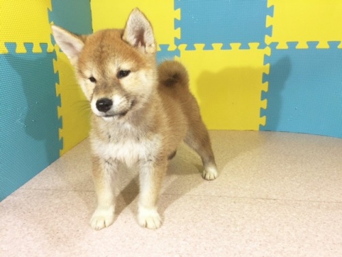 �Č��̎q���iID:1262511186�j��2���ڂ̎ʐ^/�X�V��:2016-10-23