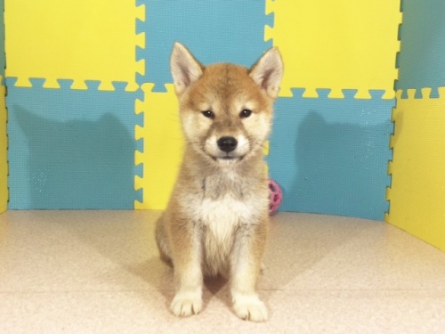 �Č��̎q���iID:1262511186�j��3���ڂ̎ʐ^/�X�V��:2016-10-23