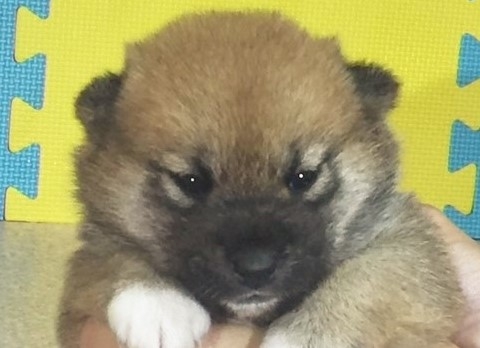 �Č��̎q���iID:1262511187�j��1���ڂ̎ʐ^/�X�V��:2016-10-25