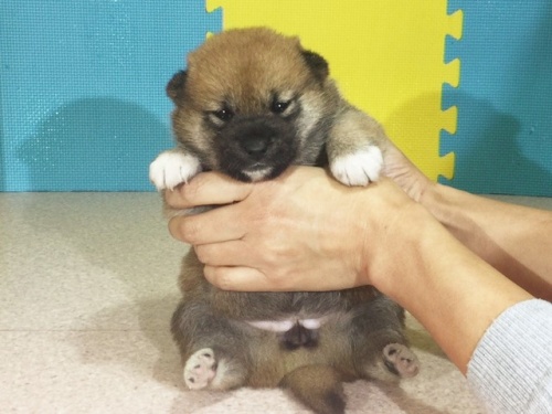 �Č��̎q���iID:1262511187�j��2���ڂ̎ʐ^/�X�V��:2016-10-25