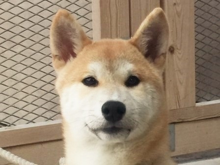 �Č��̎q���iID:1262511211�j��1���ڂ̎ʐ^/�X�V��:2016-11-16