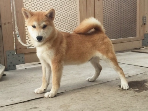 �Č��̎q���iID:1262511211�j��2���ڂ̎ʐ^/�X�V��:2016-11-16