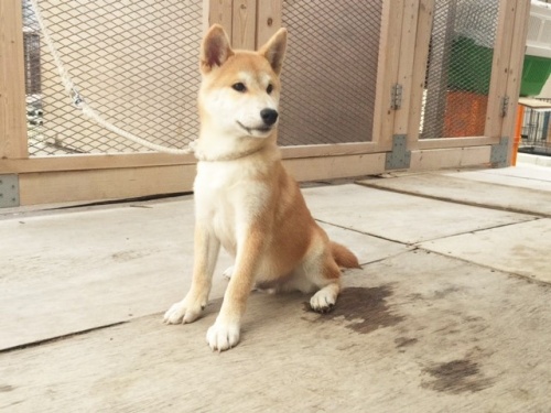 �Č��̎q���iID:1262511211�j��3���ڂ̎ʐ^/�X�V��:2016-11-16