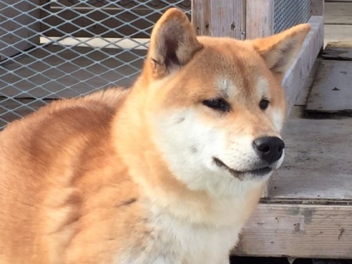 �Č��̎q���iID:1262511212�j��1���ڂ̎ʐ^/�X�V��:2016-12-24