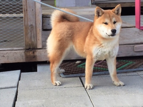 �Č��̎q���iID:1262511212�j��2���ڂ̎ʐ^/�X�V��:2016-12-24