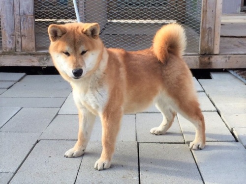 �Č��̎q���iID:1262511212�j��3���ڂ̎ʐ^/�X�V��:2016-12-24