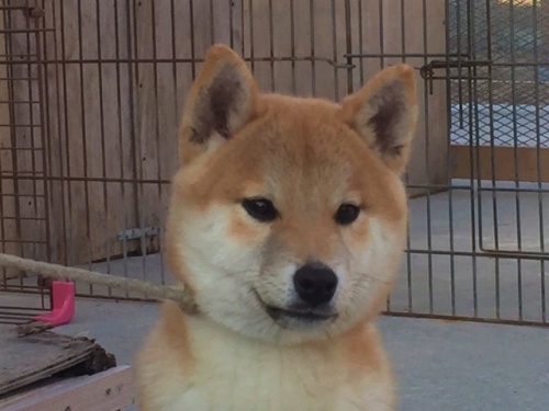 柴犬の子犬(ID:1262511222)の1枚目の写真/更新日:2017-01-12