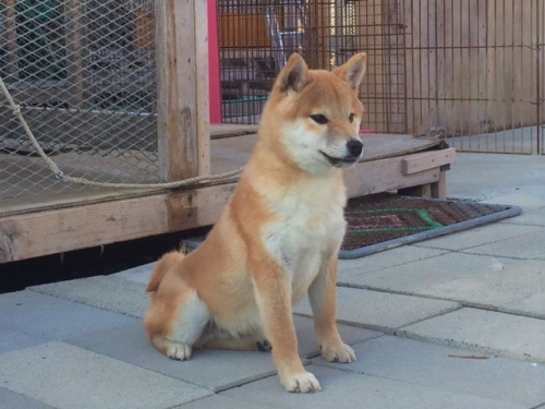 柴犬の子犬(ID:1262511222)の2枚目の写真/更新日:2017-01-12