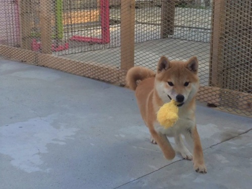 柴犬の子犬(ID:1262511222)の3枚目の写真/更新日:2017-01-12
