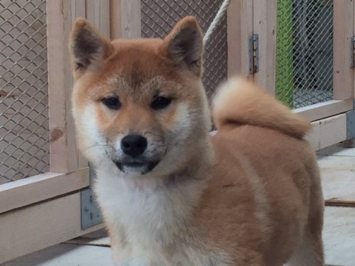 �Č��̎q���iID:1262511230�j��1���ڂ̎ʐ^/�X�V��:2016-12-21