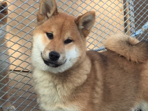 �Č��̎q���iID:1262511231�j��1���ڂ̎ʐ^/�X�V��:2016-12-24