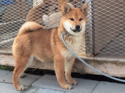 �Č��̎q���iID:1262511231�j��2���ڂ̎ʐ^/�X�V��:2016-12-24